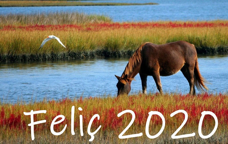 felic 2020 cavalls